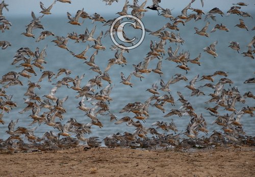 Group of Knot DM1739